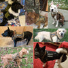 Tactical Dog Harnesses Pet Training Vest Dog Harness And Leash Set For Small Medium Big Dogs Walking Hunting Free Shipping Items - Sabreeonline