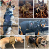 Tactical Dog Harnesses Pet Training Vest Dog Harness And Leash Set For Small Medium Big Dogs Walking Hunting Free Shipping Items - Sabreeonline